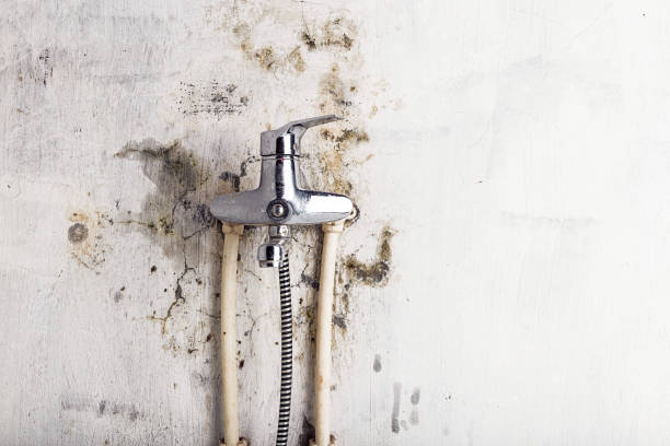 Best Fast Mold Removal  in Rockwood, MI