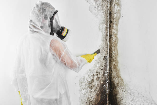 Mold Testing and Removal in Rockwood, MI