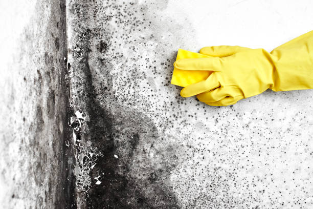 Best Mold Removal Near Me  in Rockwood, MI