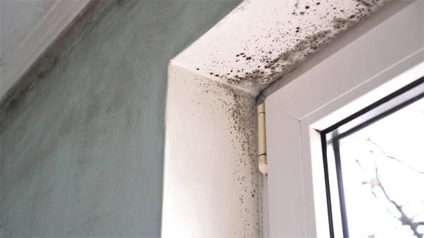 Crawl Space Mold Removal in Rockwood, MI