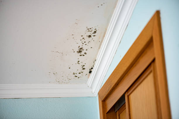 Best Professional Mold Removal  in Rockwood, MI