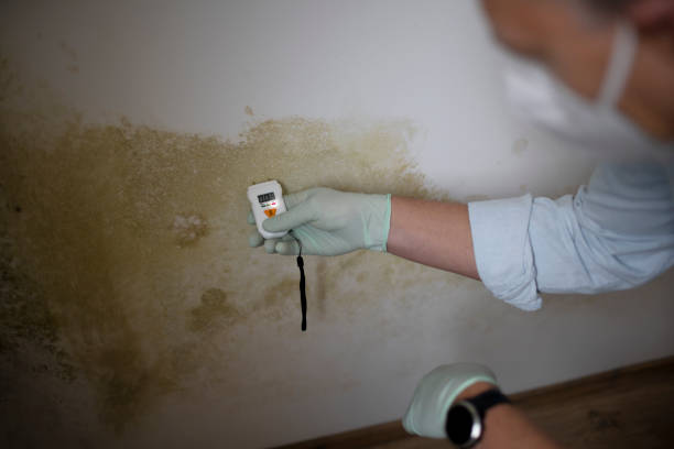 Best Affordable Mold Removal  in Rockwood, MI