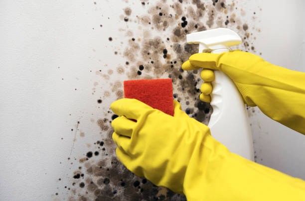 Best Emergency Mold Removal  in Rockwood, MI