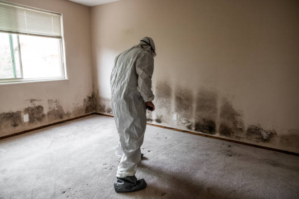 Best Mold Remediation Services  in Rockwood, MI