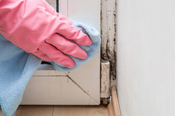 Professional Mold Removal in Rockwood, MI