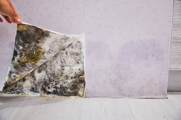 Certified Mold Removal in Rockwood, MI